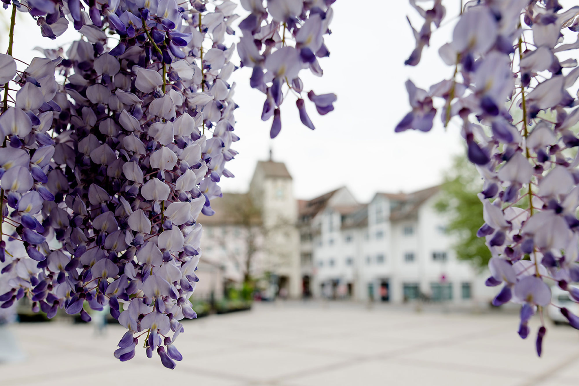 Sicht auf hängende lila Wisteria-Blüten mit unscharfem Hintergrund von einem Platz und Gebäuden.