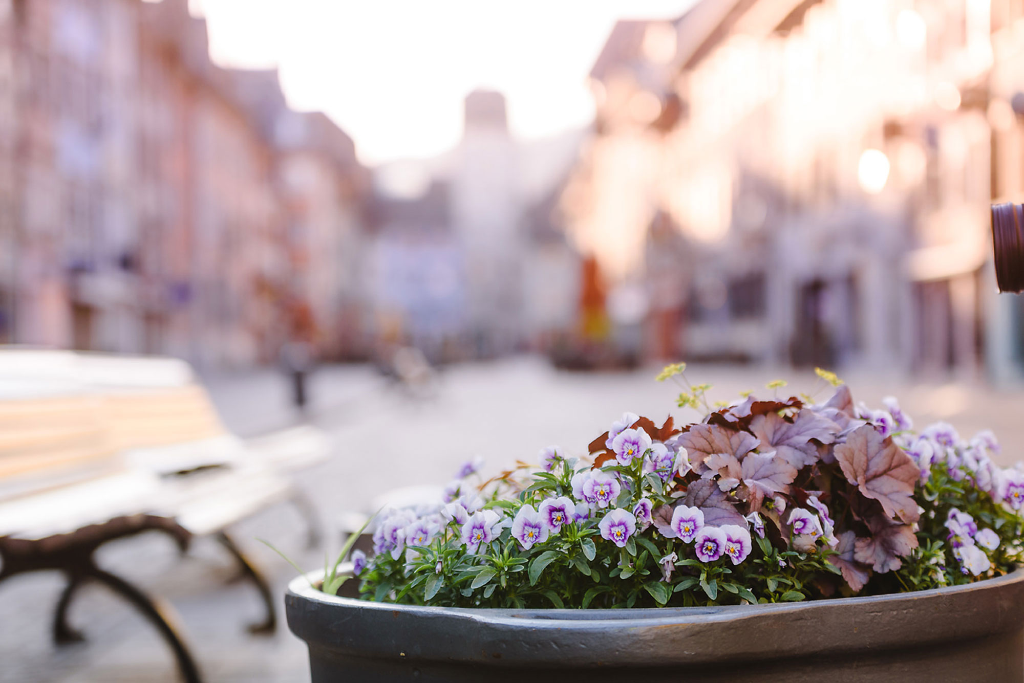Blühender Blumenbehälter in einer ruhigen, unscharfen Straßenansicht mit Bänken im Vordergrund.