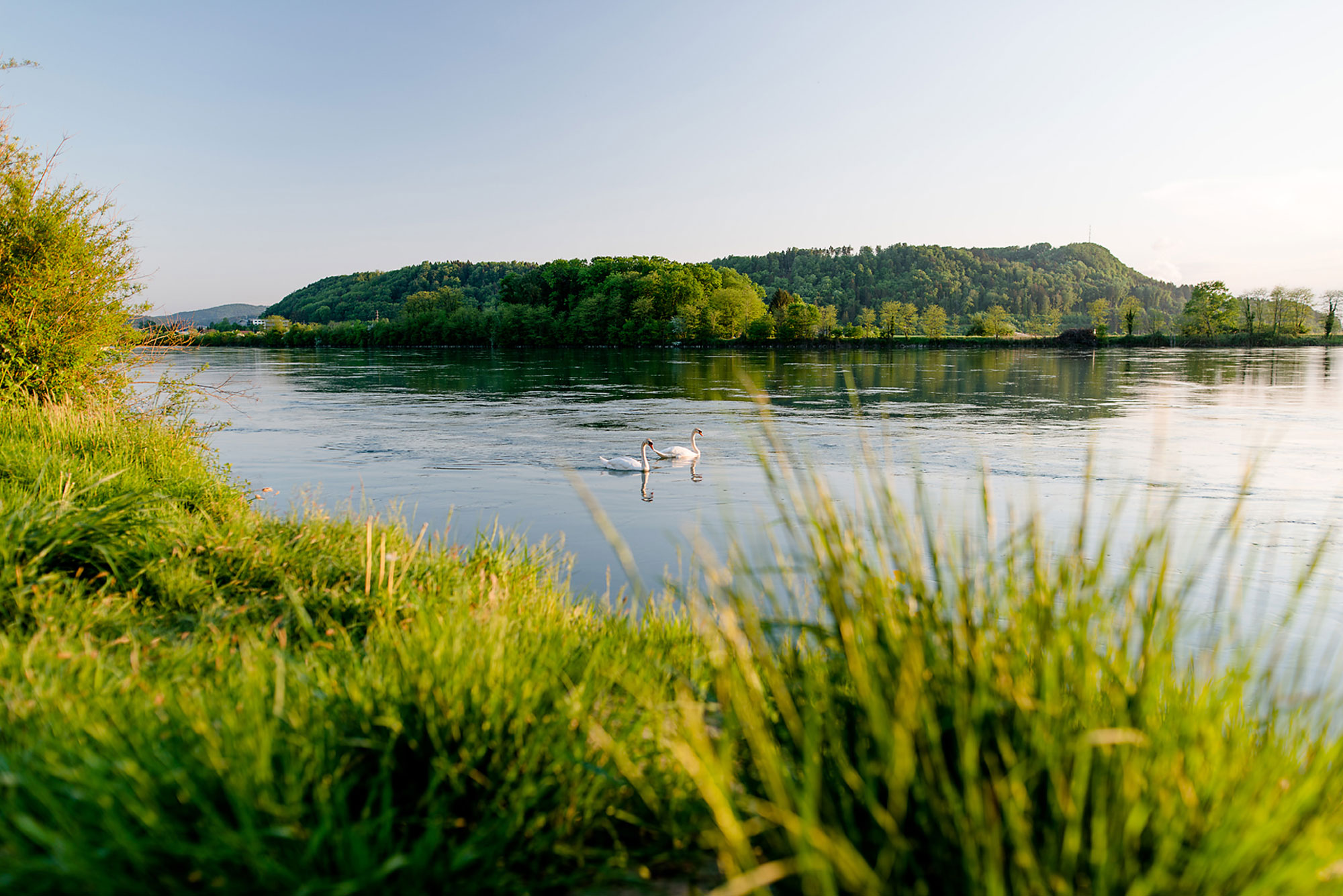 Zwei Schwäne schwimmen ruhig auf einem glitzernden Fluss, umgeben von grünem Ufer und hügeliger Landschaft.